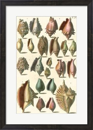 Framed Shell Collection III Print