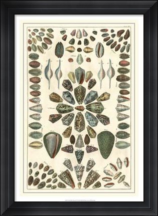Framed Shell Collection IV Print
