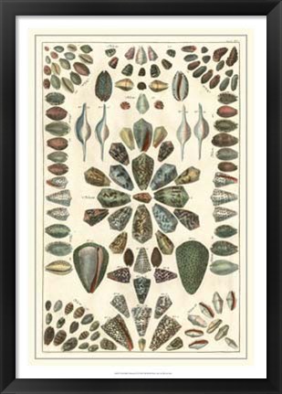 Framed Shell Collection IV Print