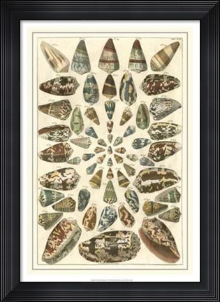 Framed Shell Collection V Print