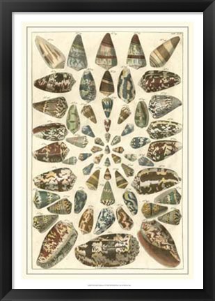 Framed Shell Collection V Print