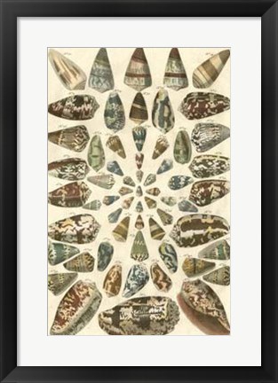 Framed Shell Collection V Print