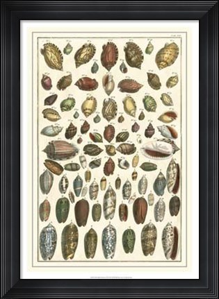 Framed Shell Collection VI Print