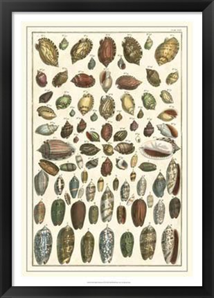 Framed Shell Collection VI Print