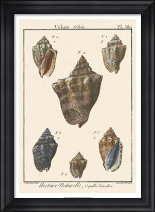 Framed Volute Shell pl. 380 Print
