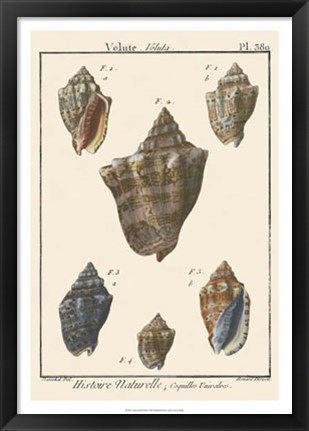 Framed Volute Shell pl. 380 Print