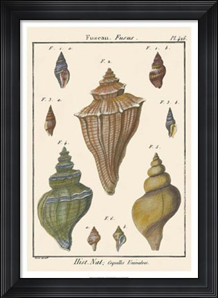 Framed Fuseau Shell pl. 426 Print