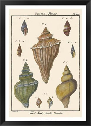 Framed Fuseau Shell pl. 426 Print