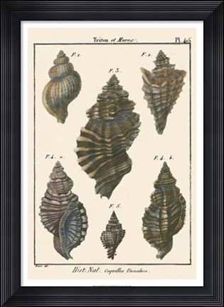 Framed Triton Shell pl. 415 Print