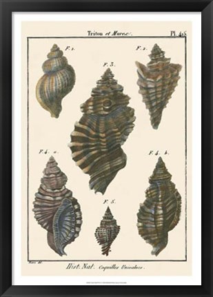 Framed Triton Shell pl. 415 Print