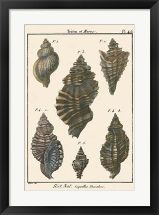 Framed Triton Shell pl. 415 Print