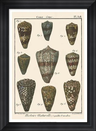 Framed Cone Shell pl. 318 Print