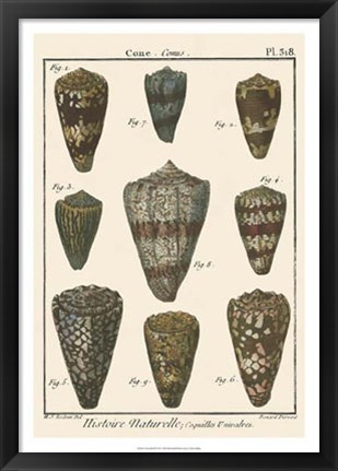 Framed Cone Shell pl. 318 Print