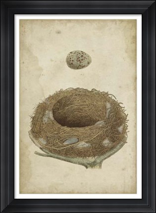 Framed Bird&#39;s Nest Study I Print