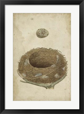 Framed Bird&#39;s Nest Study I Print