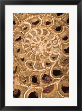 Framed Ammonite I Print