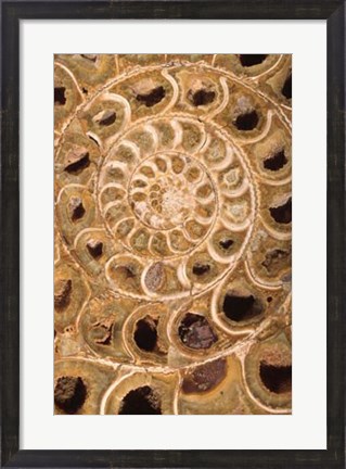 Framed Ammonite I Print