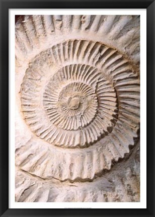 Framed Ammonite II Print