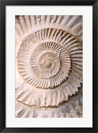 Framed Ammonite II Print