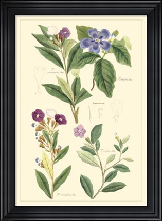 Framed Botanical I Print