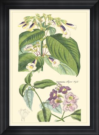 Framed Botanical II Print