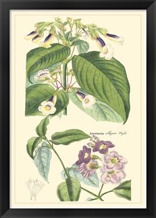 Framed Botanical II Print