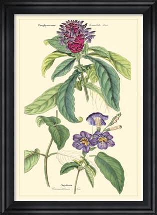 Framed Botanical III Print