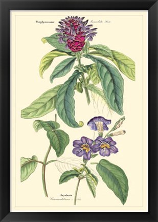 Framed Botanical III Print