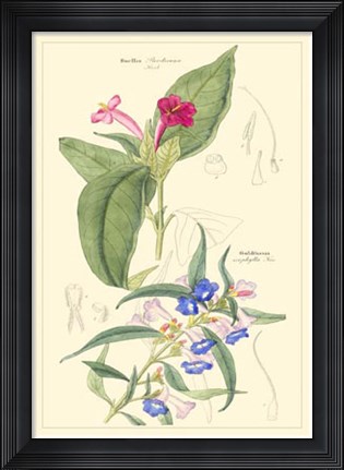Framed Botanical IV Print
