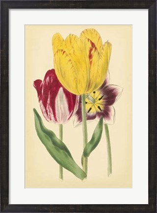 Framed Tulip Array I Print