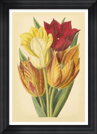 Framed Tulip Array II Print