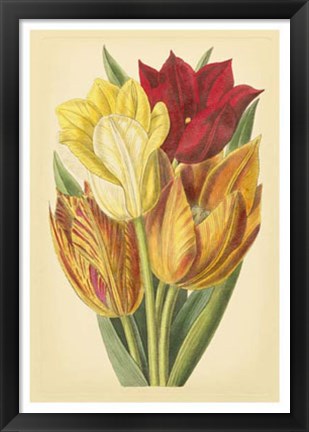 Framed Tulip Array II Print