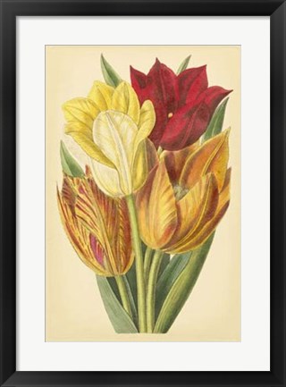 Framed Tulip Array II Print