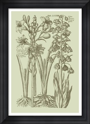 Framed Garden of Flora II Print