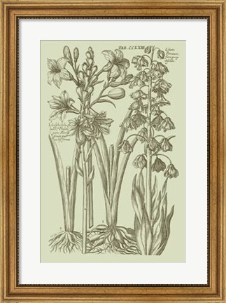 Framed Garden of Flora II Print