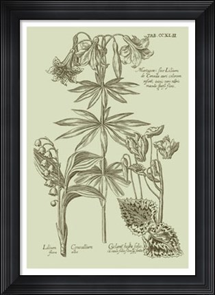 Framed Garden of Flora IV Print