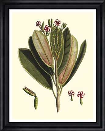 Framed Buchoz Leaves I Print