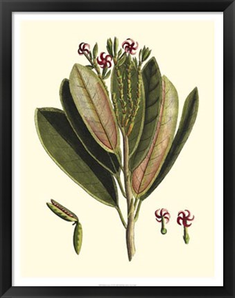 Framed Buchoz Leaves I Print