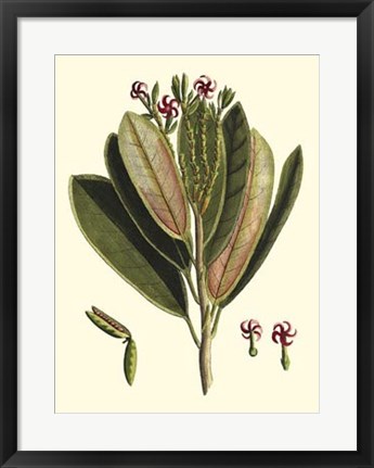 Framed Buchoz Leaves I Print