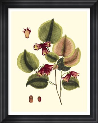 Framed Buchoz Leaves II Print