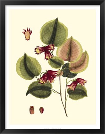 Framed Buchoz Leaves II Print