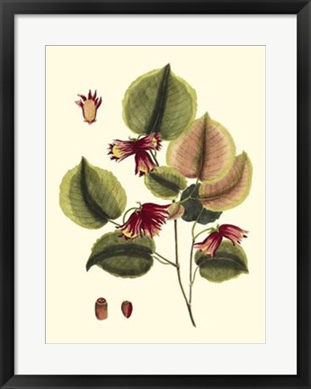 Framed Buchoz Leaves II Print