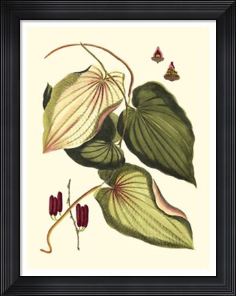 Framed Buchoz Leaves III Print
