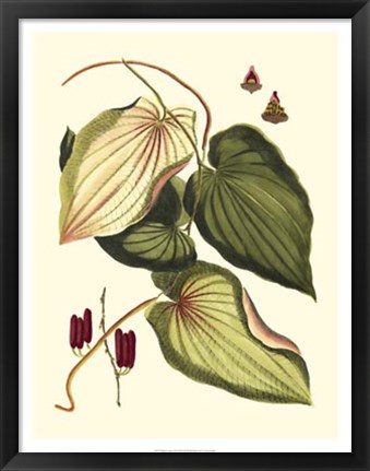 Framed Buchoz Leaves III Print