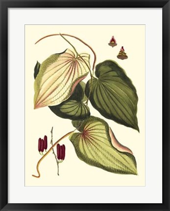 Framed Buchoz Leaves III Print