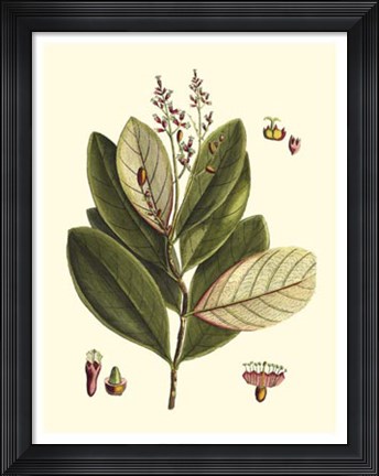 Framed Buchoz Leaves IV Print