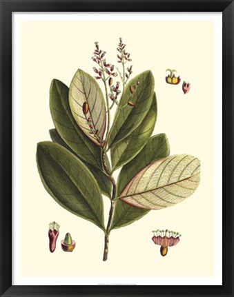 Framed Buchoz Leaves IV Print