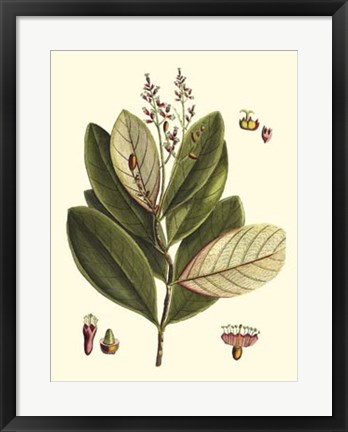 Framed Buchoz Leaves IV Print