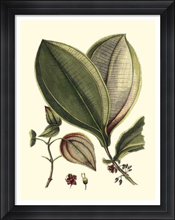 Framed Buchoz Leaves V Print