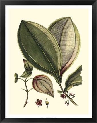 Framed Buchoz Leaves V Print